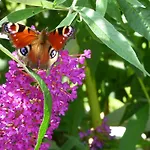 Wald Uessbach Alf