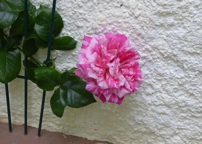 Апартаменты Wald Uessbach Альф