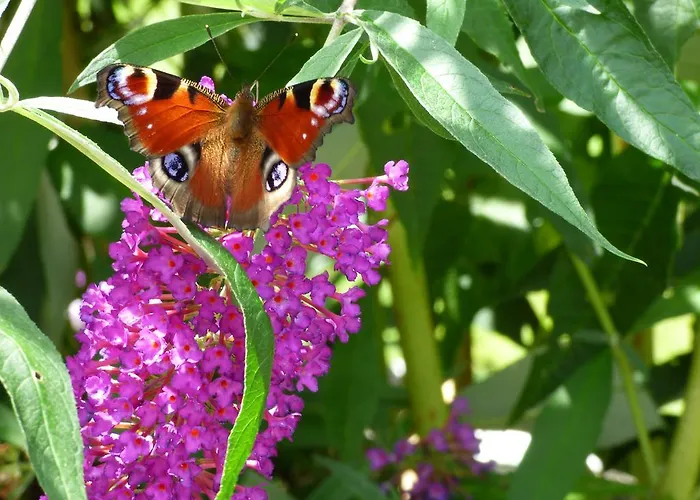Wald Uessbach Альф